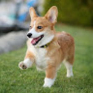 Meet your Posher, Bucky